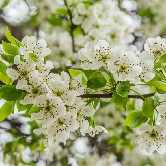 Ornamental Trees Melbourne Tall & Small Ornamental Trees